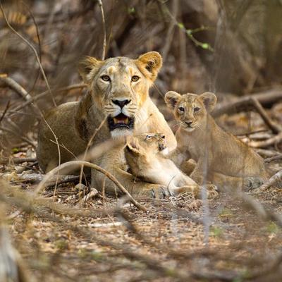 Día Mundial del León: cómo las leonas asiáticas engañan a los machos para salvar a sus cachorros
