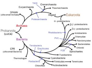 El ancestro común universal | Noticias de la Ciencia y la Tecnología (Amazings® / NCYT®)