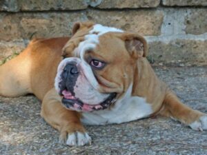 El caso en Bogotá que llevó a un hombre a ser judicializado por la muerte de un bulldog | Regiones | Economía