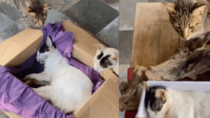 El emotivo momento en el que dos gatitos se despiden de su hermano fallecido en un curioso ritual fúnebre