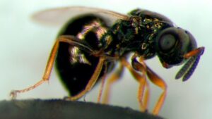 El enigma del envejecimiento: Científicos descubren una avispa que ralentiza su proceso biológico – AlbertoNews