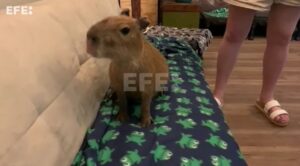 El éxito de los chigüires llega a Florida: un «Café Capibara» para apoyar la conservación (Fotos)
