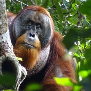 El hallazgo de un orangután que usa plantas medicinales cambia lo que sabemos de la inteligencia animal