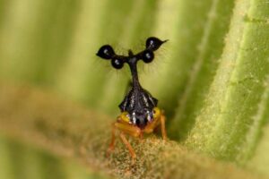 El magnetismo y la forma de unos insectos