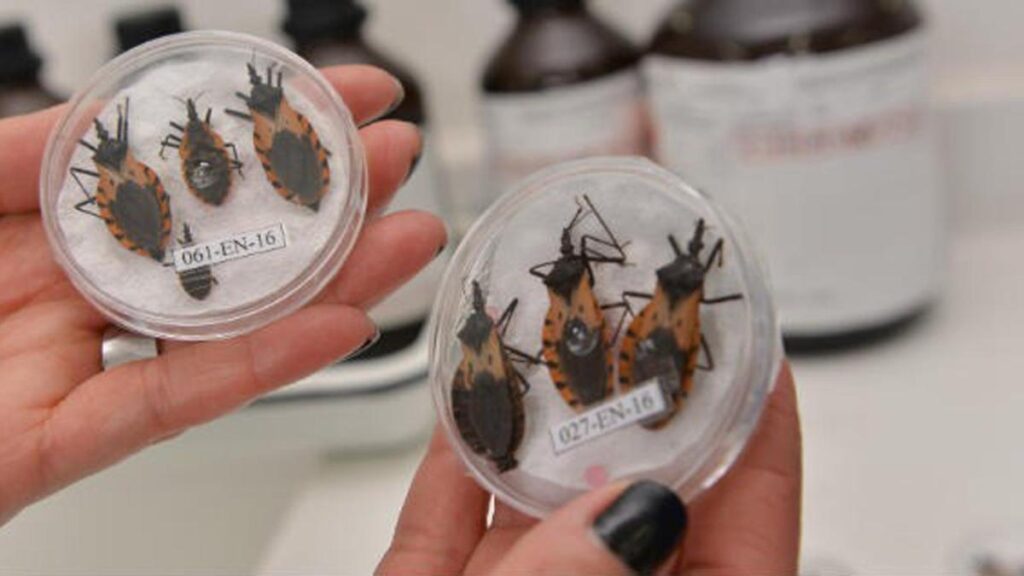 El mal de Chagas | 'La enfermedad que muchos tienen, pero que no se detecta a tiempo': conozca en qué regiones del país está presente y cómo tratarla