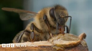 El superalimento creado por científicos de Oxford que busca salvar a las abejas de su desaparición