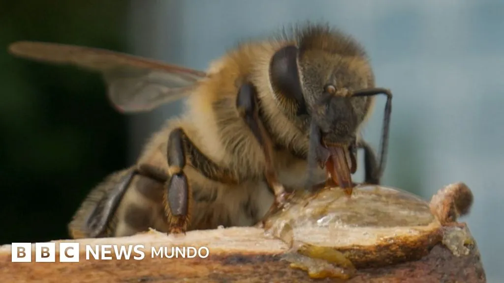 El superalimento creado por científicos de Oxford que busca salvar a las abejas de su desaparición