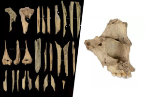 El último caso de canibalismo prehistórico hallado en Atapuerca solo tiene una brutal explicación: la violencia