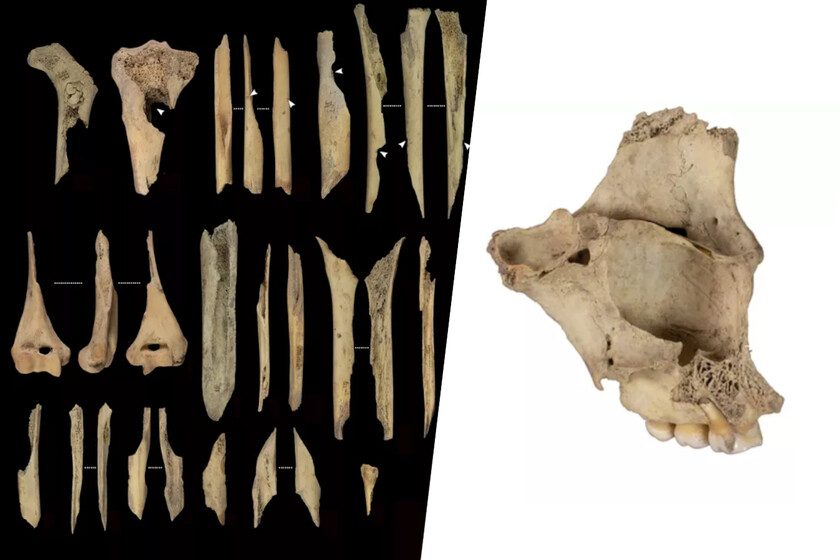 El último caso de canibalismo prehistórico hallado en Atapuerca solo tiene una brutal explicación: la violencia