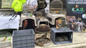 En Cereté (Córdoba) una mujer vendía aves silvestres en la calle como si fueran mercancías
