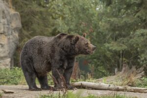 Florida autorizó la caza del oso negro por primera vez en una década y desata polémica – AlbertoNews