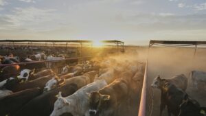 Ganaderos mexicanos suman 850 millones de dólares en pérdidas por veto fronterizo de EEU – AlbertoNews