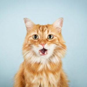 Gatos naranjas: ¿Son realmente los más traviesos? La genética podría tener la respuesta