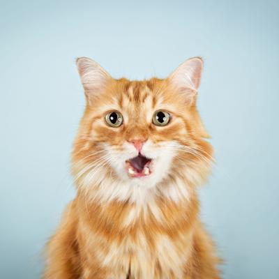 Gatos naranjas: ¿Son realmente los más traviesos? La genética podría tener la respuesta