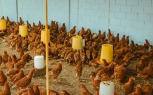 Granjas en Táchira están en riesgo de cerrar por contrabando de huevos colombianos