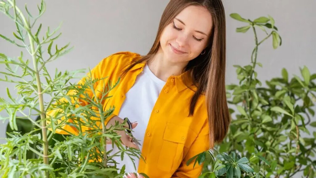 Guía completa para cuidar una planta de ruda en casa y lograr que crezca sana