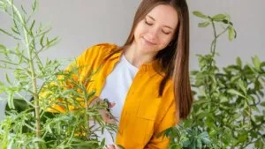 Guía completa para cuidar una planta de ruda en casa y lograr que crezca sana