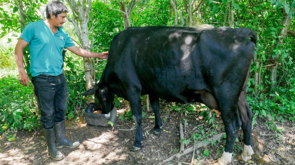 Gusano barrenador amenaza con profundizar inseguridad alimentaria en América Central : IPS Agencia de Noticias