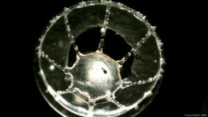 Hallan extraña frontera oceánica que las medusas no cruzan – DW – 08/08/2025
