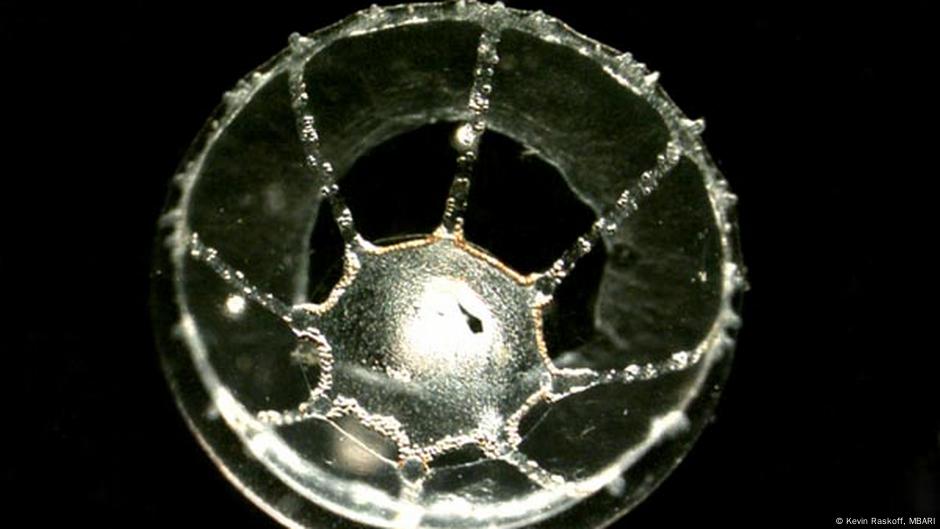 Hallan extraña frontera oceánica que las medusas no cruzan – DW – 08/08/2025
