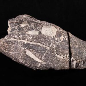 Impactante hallazgo en la Patagonia revela un cocodrilo carnívoro con dientes como los del T. rex