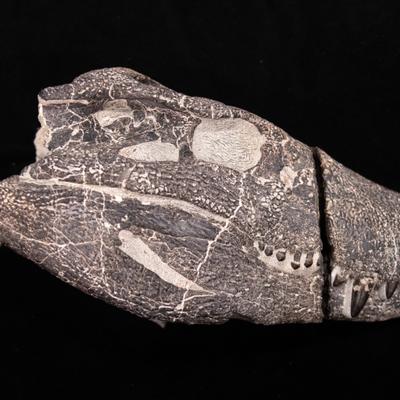 Impactante hallazgo en la Patagonia revela un cocodrilo carnívoro con dientes como los del T. rex