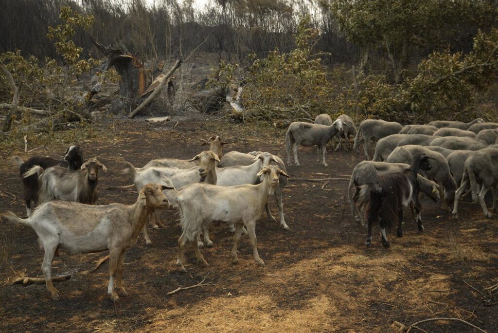 La bajada de temperatura alivia a Galicia, Extremadura y CyL aunque siguen activos los grandes incendios