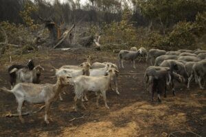 La bajada de temperatura alivia a Galicia, Extremadura y CyL aunque siguen activos los grandes incendios | europapress.es