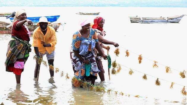 La economía azul: esperanza ante aumento del nivel del mar e inequidad de género en Zanzíbar : IPS Agencia de Noticias
