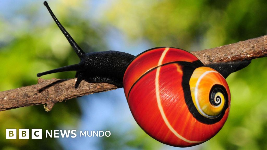 La misión para salvar a unos caracoles que son víctimas de su propia belleza