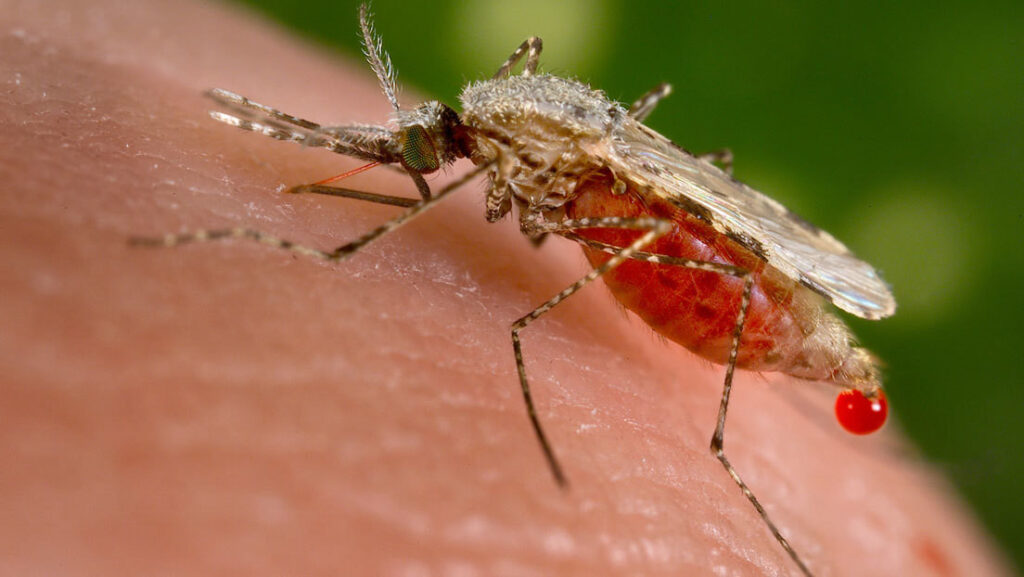 La provincia china de Cantón registra caída de casos de chikunguña tras brote en julio - AlbertoNews