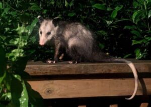 La zarigüeya, un marsupial en Caracas que muchos matan por ignorancia