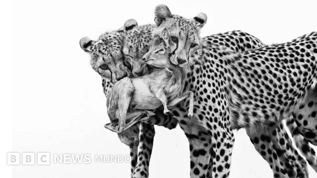 Las deslumbrantes imágenes de los premios Fotógrafo de la Vida Silvestre 2025