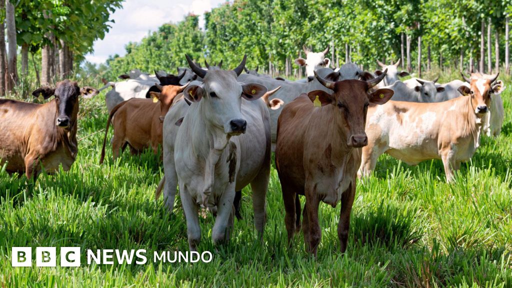 Las "supervacas" que convirtieron a Brasil en el mayor exportador de carne en el mundo