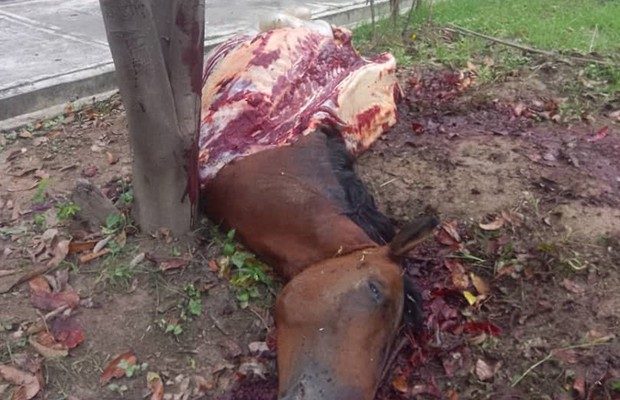 Localizan desmembrado a un caballo en escuela de Palo Negro
