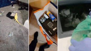 Loro que parloteaba sobre drogas y jugaba con dinero ayuda a desarmar banda de narcotraficantes (VIDEO)