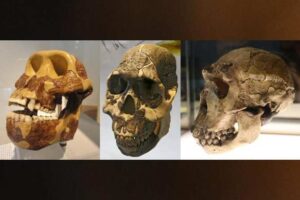 Los cambios en la dieta impulsaron la evolución anatómica humana