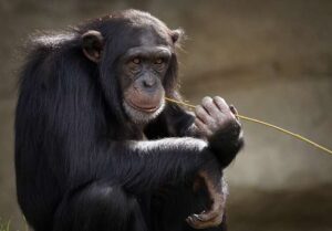 Los chimpancés y sus herramientas: ¿el inicio de la tecnología en la naturaleza?