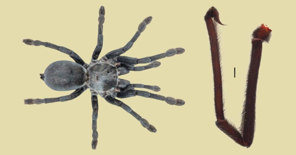 Los machos de cuatro nuevas tarántulas rompen récords y evitan la muerte con un truco anatómico: tienen genitales descomunales