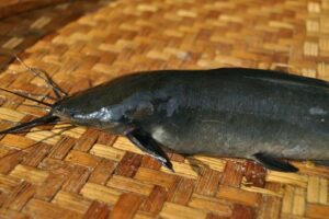 Los peces que caminan | Noticias de la Ciencia y la Tecnología (Amazings® / NCYT®)