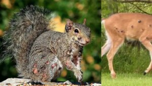 Luego de los conejos con ‘tentáculos’, fotografían ciervos y ardillas con malformaciones que los hacen parecer ‘zombies’