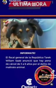 MP venezolano sancionará el maltrato animal con hasta tres y seis años de cárcel