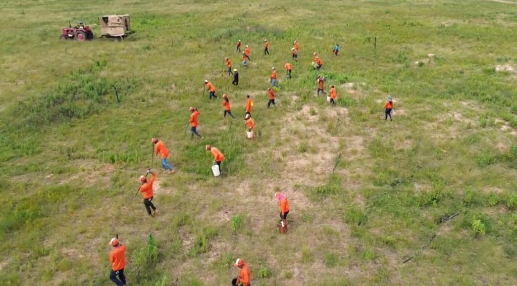 Maderas del Orinoco plantó más de 4 millones de plántulas de pino caribe