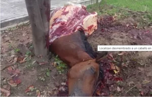  Maestros  hallaron  caballo descuartizado en escuela de Aragua