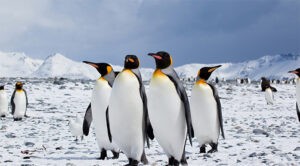 Más de 730 pingüinos muertos en el litoral de Sao Paulo