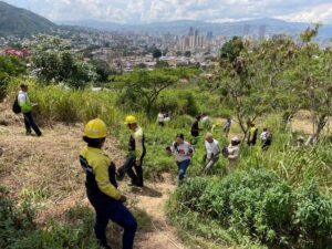 Más de 74 mil plantas sembradas en jornada de reforestación