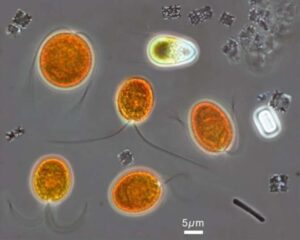 Microbios que moldean la Tierra