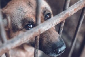 Ministerio Público sancionará maltrato animal con multas y cárcel
