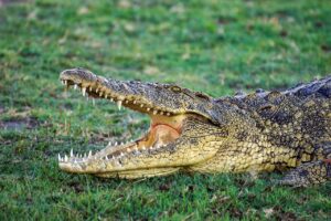 Murió delante de sus cuatro hijos tras ser atacado por un cocodrilo (Imágenes sensibles)