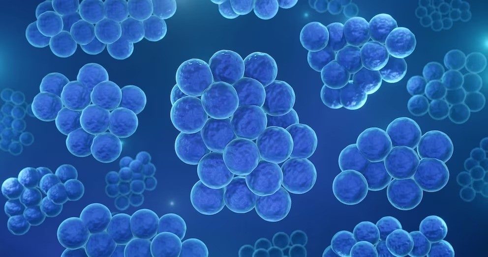 Nuevos medios encontrados para tratar las infecciones por estafilococos en sangre - AlbertoNews